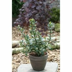 BAUHAUS Stechpalme Ilex Meserveae 'Heckenpracht'®