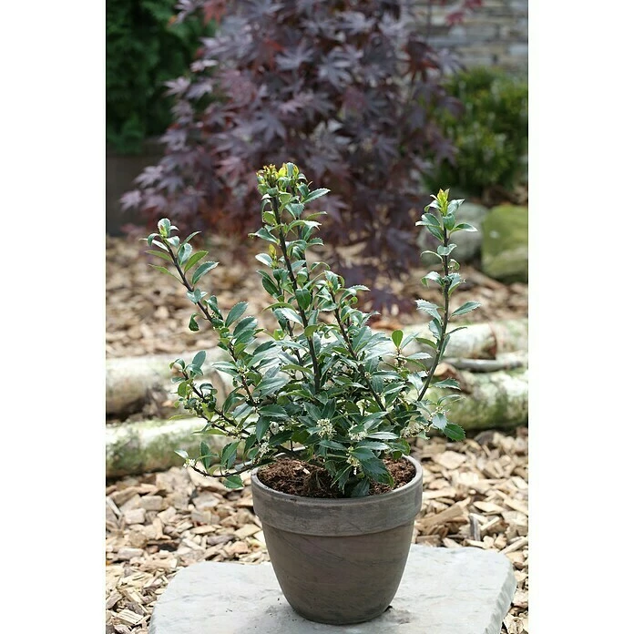 BAUHAUS Stechpalme Ilex Meserveae 'Heckenpracht'® 3 BAUHAUS Stechpalme Ilex Meserveae 'Heckenpracht'®