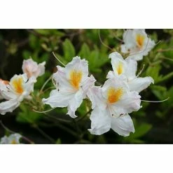 BAUHAUS Rhododendron Rhododendron Luteum 'Persil', Topfvolumen: 4,6 L, Weiß 5 BAUHAUS Rhododendron Rhododendron Luteum 'Persil', Topfvolumen: 4,6 L, Weiß -Gartenpflanzen Verkäufe 12 476