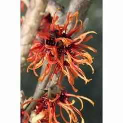 BAUHAUS Zaubernuss Hamamelis Intermedia 'Diane ', 50 Cm - 70 Cm, Rot