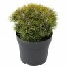 BAUHAUS Berg-Kiefer Pinus Mugo 'Mops', Topfvolumen: 4,6 L, Aktuelle Wuchshöhe: 15 Cm - 20 Cm -Gartenpflanzen Verkäufe 12 478