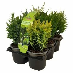 BAUHAUS Piardino Pflanzen-Mix Koniferenmix, Topfgröße: 9 Cm