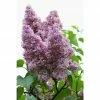 BAUHAUS Flieder Syringa Vulgaris 'Mrs. Edward Harding' 1 BAUHAUS Flieder Syringa Vulgaris 'Mrs. Edward Harding' -Gartenpflanzen Verkäufe 12 481