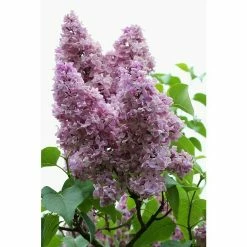 BAUHAUS Flieder Syringa Vulgaris 'Mrs. Edward Harding'