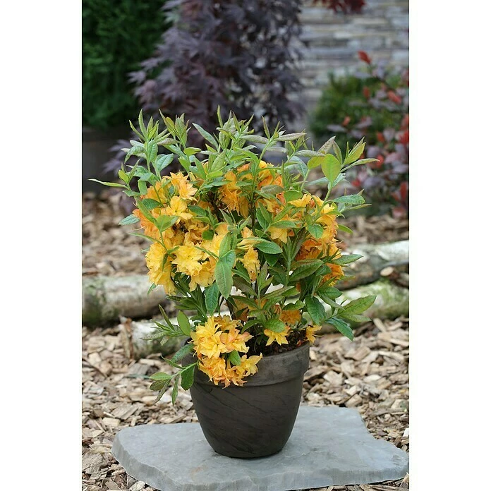 BAUHAUS Rhododendron Rhododendron Luteum 'Sun Star', Topfvolumen: 4,6 L, Gelb 3 BAUHAUS Rhododendron Rhododendron Luteum 'Sun Star', Topfvolumen: 4,6 L, Gelb