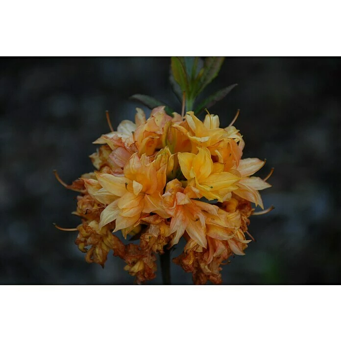 BAUHAUS Rhododendron Rhododendron Luteum 'Sun Star', Topfvolumen: 4,6 L, Gelb 4 BAUHAUS Rhododendron Rhododendron Luteum 'Sun Star', Topfvolumen: 4,6 L, Gelb – Bild 2