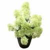 BAUHAUS Rispen-Hortensie Hydrangea Paniculata 'Bobo'®, Weiß, 16,5 L -Gartenpflanzen Verkäufe 12 485