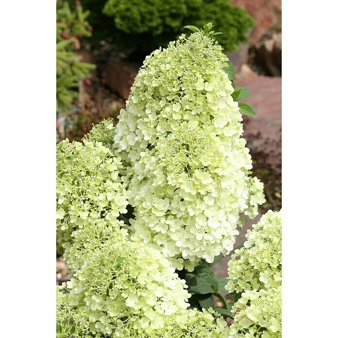 BAUHAUS Rispen-Hortensie Hydrangea Paniculata 'Bobo'®, Weiß, 16,5 L 4 BAUHAUS Rispen-Hortensie Hydrangea Paniculata 'Bobo'®, Weiß, 16,5 L – Bild 2