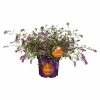 BAUHAUS Sommerflieder Buddleja Davidii 'Summer Lounge'® 'Lilac Turtle'(S), Lila, Topfvolumen: 4,6 L 1 BAUHAUS Sommerflieder Buddleja Davidii 'Summer Lounge'® 'Lilac Turtle'(S), Lila, Topfvolumen: 4,6 L -Gartenpflanzen Verkäufe 12 487