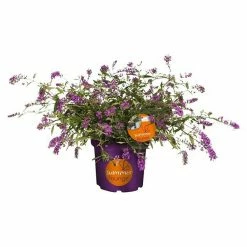 BAUHAUS Sommerflieder Buddleja Davidii 'Summer Lounge'® 'Lilac Turtle'(S), Lila, Topfvolumen: 4,6 L