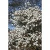 BAUHAUS Magnolie Stämmchen Magnolia Stellata, Aktuelle Wuchshöhe: 60 Cm - 80 Cm -Gartenpflanzen Verkäufe 12 489