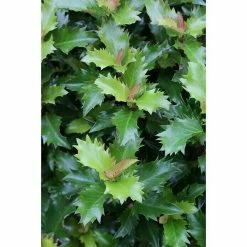 BAUHAUS Stechpalme Ilex Meserveae 'Little Rascal'®, Topfvolumen: 2,3 L