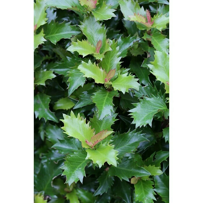 BAUHAUS Stechpalme Ilex Meserveae 'Little Rascal'®, Topfvolumen: 2,3 L 3 BAUHAUS Stechpalme Ilex Meserveae 'Little Rascal'®, Topfvolumen: 2,3 L