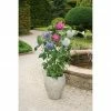 BAUHAUS Garteneibisch Hibiscus Syriacus 'Three Sisters'® Blau, Rosa, Weiß, Aktuelle Wuchshöhe: 50 Cm - 70 Cm 2 BAUHAUS Garteneibisch Hibiscus Syriacus 'Three Sisters'® Blau, Rosa, Weiß, Aktuelle Wuchshöhe: 50 Cm - 70 Cm -Gartenpflanzen Verkäufe 12 490