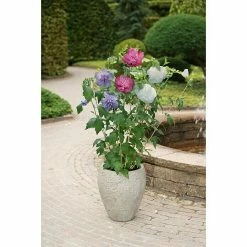 BAUHAUS Garteneibisch Hibiscus Syriacus 'Three Sisters'® Blau, Rosa, Weiß, Aktuelle Wuchshöhe: 50 Cm - 70 Cm