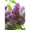 BAUHAUS Flieder Stämmchen Syringa Vulgaris 'Sensation' -Gartenpflanzen Verkäufe 12 491