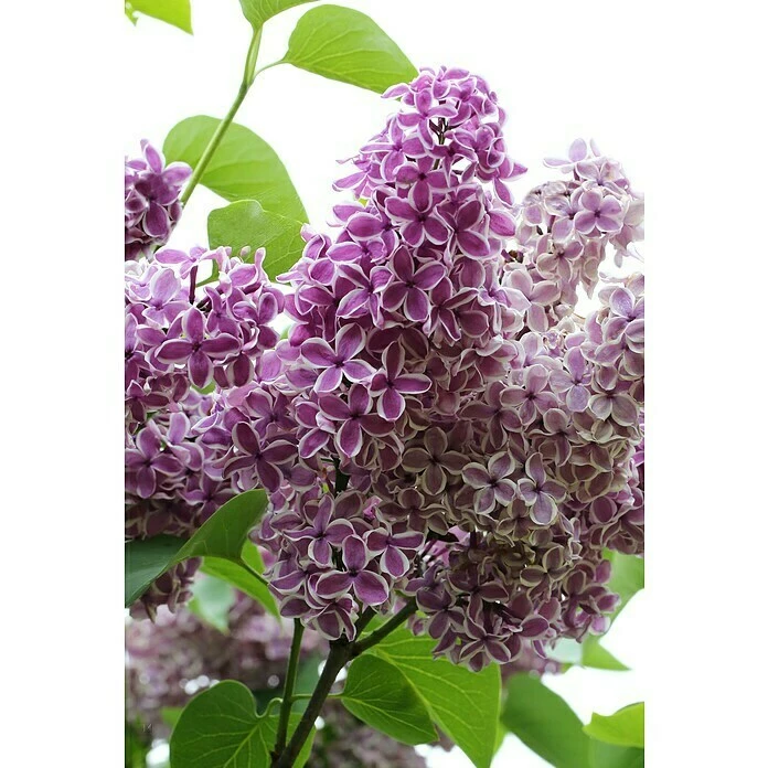 BAUHAUS Flieder Stämmchen Syringa Vulgaris 'Sensation' 3 BAUHAUS Flieder Stämmchen Syringa Vulgaris 'Sensation'