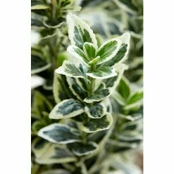 BAUHAUS Spindelstrauch Euonymus Japonicus 'White Spire', Topfvolumen: 2 L, Weißbunt