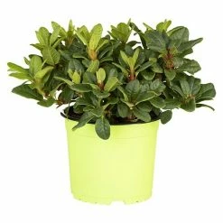 BAUHAUS Piardino Japanische Azalee Rhododendron Obtusum