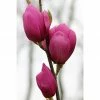 BAUHAUS Magnolie Magnolia Soulangiana 'Cleopatra'®, Aktuelle Wuchshöhe: 60 Cm - 80 Cm -Gartenpflanzen Verkäufe 12 494