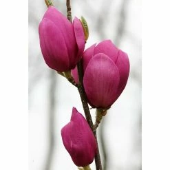 BAUHAUS Magnolie Magnolia Soulangiana 'Cleopatra'®, Aktuelle Wuchshöhe: 60 Cm - 80 Cm
