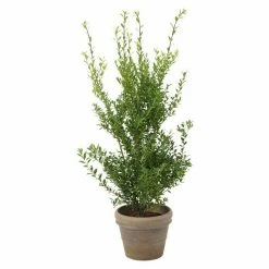 BAUHAUS Japan-Stechpalme Ilex Maxima 'Impala'®, Aktuelle Wuchshöhe: 50 Cm - 70 Cm