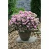 BAUHAUS Japanische Azalee Rhododendron Obtusum 'Kermesina Rose', Topfvolumen: 2,3 L, Rosa/Weiß -Gartenpflanzen Verkäufe 12 496