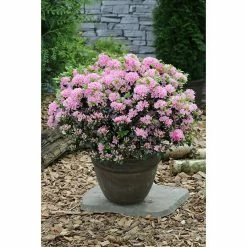 BAUHAUS Japanische Azalee Rhododendron Obtusum 'Kermesina Rose', Topfvolumen: 2,3 L, Rosa/Weiß