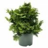 BAUHAUS Hinoki-Scheinzypresse Chamaecyparis Obtusa 'Nana Aurea', Aktuelle Wuchshöhe: 15 Cm - 20 Cm -Gartenpflanzen Verkäufe 12 498