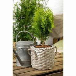 BAUHAUS Piardino Koniferen-Mix Aufrecht Coniferales Hybride, Topfgröße: 13 Cm -Gartenpflanzen Verkäufe 12 5