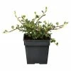 BAUHAUS Piardino Teppichmispel Cotoneaster Dammeri, Topfgröße: 9 Cm, Weiß/Hellrosa -Gartenpflanzen Verkäufe 12 50