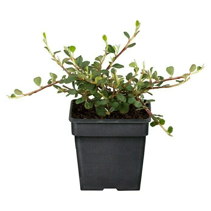 BAUHAUS Piardino Teppichmispel Cotoneaster Dammeri, Topfgröße: 9 Cm, Weiß/Hellrosa 3 BAUHAUS Piardino Teppichmispel Cotoneaster Dammeri, Topfgröße: 9 Cm, Weiß/Hellrosa