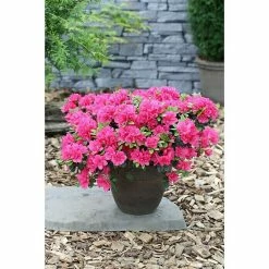 BAUHAUS Japanische Azalee Rhododendron Obtusum 'Canzonetta', Topfvolumen: 4 L, Pink