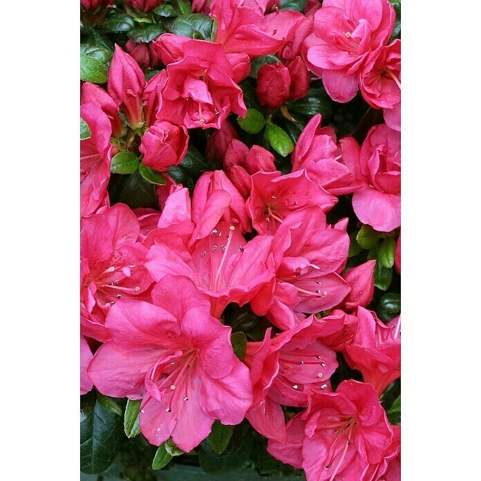 BAUHAUS Japanische Azalee Rhododendron Obtusum 'Canzonetta', Topfvolumen: 4 L, Pink 4 BAUHAUS Japanische Azalee Rhododendron Obtusum 'Canzonetta', Topfvolumen: 4 L, Pink – Bild 2