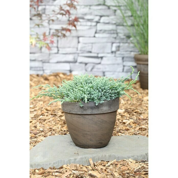 BAUHAUS Blauer Zwerg-Wacholder Juniperus Squamata 'Blue Carpet', Aktuelle Wuchshöhe: 30 Cm - 50 Cm 3 BAUHAUS Blauer Zwerg-Wacholder Juniperus Squamata 'Blue Carpet', Aktuelle Wuchshöhe: 30 Cm - 50 Cm