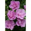 BAUHAUS Garteneibisch Hibiscus Syriacus 'Lavender Chiffon'®, Aktuelle Wuchshöhe: 60 Cm - 80 Cm -Gartenpflanzen Verkäufe 12 503