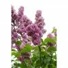 BAUHAUS Flieder Syringa Vulgaris 'Beuaty Of Moscow'