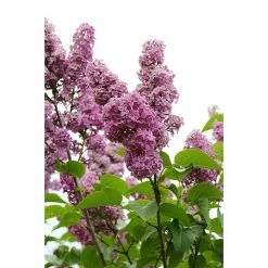 BAUHAUS Flieder Syringa Vulgaris 'Beuaty Of Moscow'