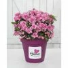 BAUHAUS Japanische Azalee Rhododendron Obtusum 'BloomChampion® Pink', Pink, Topfvolumen: 10 L -Gartenpflanzen Verkäufe 12 506