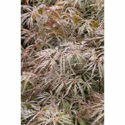 BAUHAUS Fächerahorn Acer Palmatum 'Dissectum Crimson Princess'