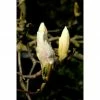BAUHAUS Magnolie Magnolia Soulangiana 'Alba Superba', Aktuelle Wuchshöhe: 60 Cm - 80 Cm -Gartenpflanzen Verkäufe 12 509