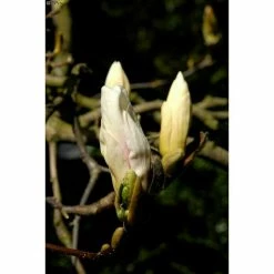 BAUHAUS Magnolie Magnolia Soulangiana 'Alba Superba', Aktuelle Wuchshöhe: 60 Cm - 80 Cm