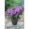 BAUHAUS Großblumiger Rhododendron 'Blaue Jungs II' Rhododendron 'Blaue Jungs' EASYDENDRON®, Topfvolumen: 5 L, Blau -Gartenpflanzen Verkäufe 12 511