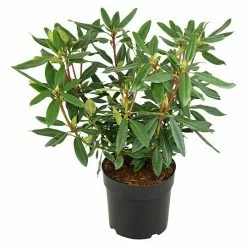 BAUHAUS Großblumiger Rhododendron 'Blaue Jungs II' Rhododendron 'Blaue Jungs' EASYDENDRON®, Topfvolumen: 5 L, Blau -Gartenpflanzen Verkäufe 12 512