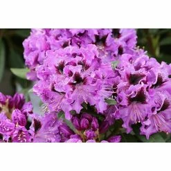 BAUHAUS Großblumiger Rhododendron 'Blaue Jungs II' Rhododendron 'Blaue Jungs' EASYDENDRON®, Topfvolumen: 5 L, Blau -Gartenpflanzen Verkäufe 12 513