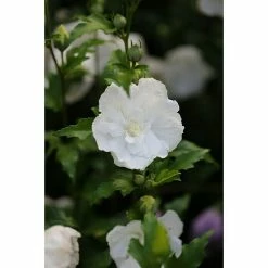 BAUHAUS Garteneibisch Hibiscus Syriacus 'White Chiffon'®, Aktuelle Wuchshöhe: 60 Cm - 80 Cm