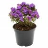 BAUHAUS Zwergrhododendron Rhododendron Impeditum 'Azurika', Topfvolumen: 2,3 L, Blauviolett -Gartenpflanzen Verkäufe 12 515