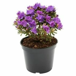 BAUHAUS Zwergrhododendron Rhododendron Impeditum 'Azurika', Topfvolumen: 2,3 L, Blauviolett