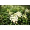 BAUHAUS Rispen-Hortensie Hydrangea Paniculata 'Magical Vesuvio'®, Rot/Weiß -Gartenpflanzen Verkäufe 12 517