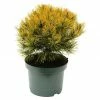 BAUHAUS Berg-Kiefer Pinus Mugo 'Wintergold', Topfvolumen: 4,6 L, Aktuelle Wuchshöhe: 15 Cm - 20 Cm 2 BAUHAUS Berg-Kiefer Pinus Mugo 'Wintergold', Topfvolumen: 4,6 L, Aktuelle Wuchshöhe: 15 Cm - 20 Cm -Gartenpflanzen Verkäufe 12 518